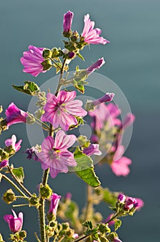 Wild Mediteranean flowers