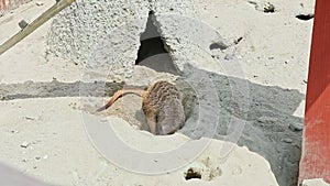 Wild meerkat climb out from big hole in sand near clay home