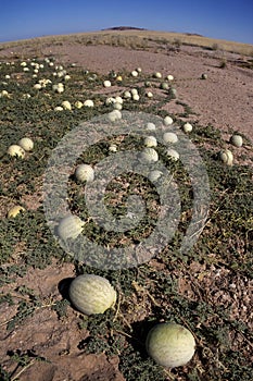Wild Melon (Cucumis melo) - Namibia