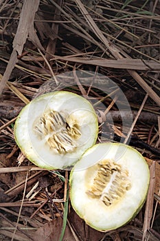 A wild melon Lagenaria sphaerica fruit plant growing, Uganda, Africa