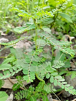 The wild meniran plant is a herbal plant that can prevent kidney stones, reduce uric acid levels, contains anti-oxidants