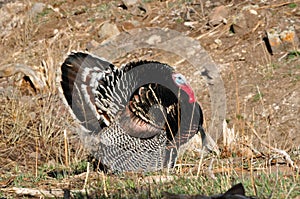 Wild Merriam Tom Turkey Strutting