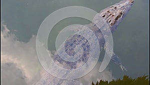 Wild Mexican crocodile swims in lagoon