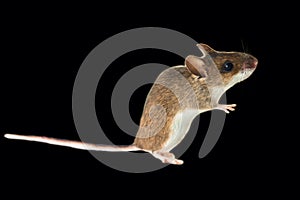 Wild mice enter people\'s homes