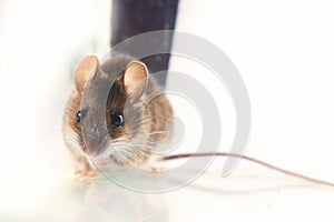 Wild mice enter people\'s homes