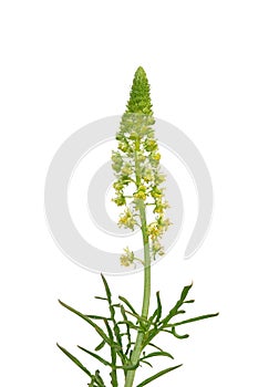 Wild mignonette (Reseda lutea) photo