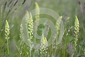 Wild mignonette (Reseda lutea) flowering in an English meadow