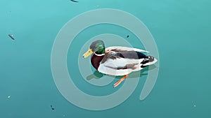 Wild migratory duck with a green head swims in a pond flew in for the winter