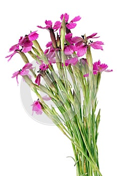 Wild miniature pink field carnations flowers in a micro bouquet