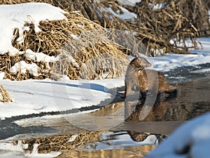 Wild Mink