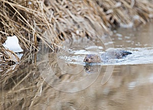 Wild Mink