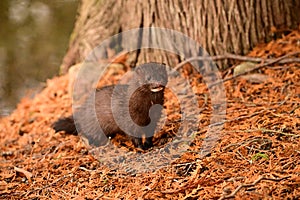 A wild Mink exploring the shoreline