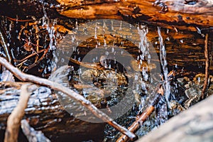 Wild mink hid in the roots of a tree and water drops. Wild animal in forest