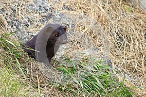 Wild mink looking from burrow. Mustela lutreola - wild predatory furry animal hunting in natural habitat.