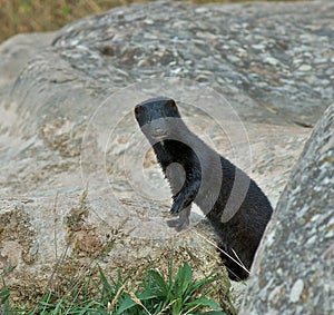 Wild mink looking at camera