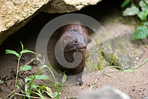 Wild mink (mustela vison).