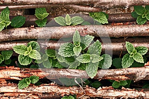 Wild mint growing through hazel sticks