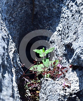 Wild mint and the limestone pavement