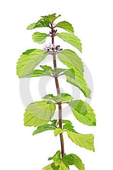 Wild mint (Mentha arvensis) isolated on white