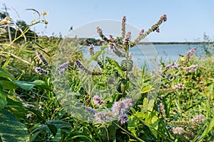 Wild mint, peppermint thickets, mint bushes on the shore of the reservoir