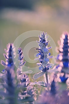 Wild mint during sunrise