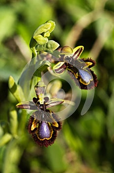 Wild Mirror Bee Orchid flowers - Ophrys speculum photo