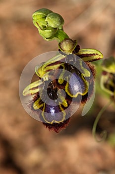 Wild Mirror Bee Orchid flowers over brown - Ophrys speculum