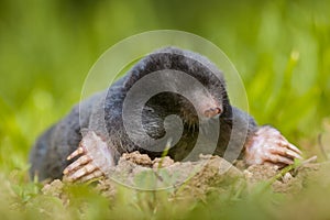 Wild Mole (Talpa europaea) in Natural Habitat
