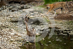 wild moment in forest common kingfisher or Alcedo atthis a colorful bird hunting small fish in his beak perched on tree trunk and