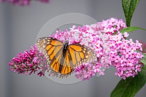 Wild Monarch Butterfly Feeding on Pink Profusion Buddleia Flowers, Romsey, Victoria, Australia, January 2021