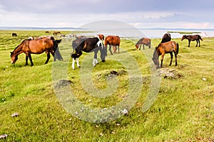 Wild Mongolian horses grazing