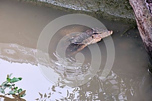 Wild monitor lizard in natural habitat photo