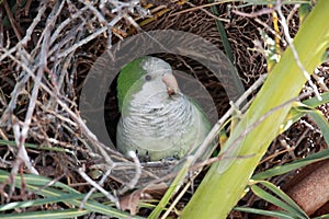 Wild Monk Parakeet