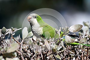 Wild Monk Parakeet