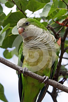 Wild monk parakeet Myiopsitta monachus