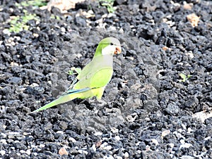 Wild monk parakeet