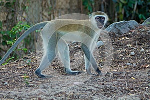 Monkey in the wild photo