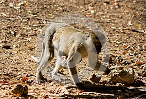 Monkey in the wild photo