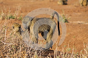 Baboon monkey in Africa wild nature wildlife photo