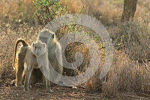 Baboon monkey in Africa wild nature wildlife photo