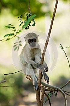 Monkey climbing on a tree photo