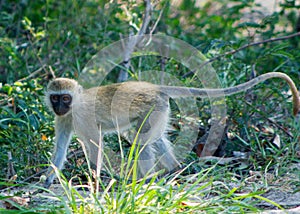 Monkey climbing on a tree photo