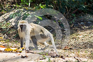 Monkey eating banana photo