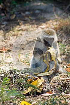 Monkey eating banana photo