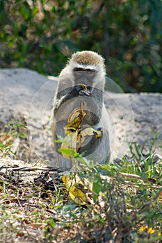 Monkey eating banana photo