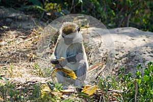 Monkey marmoset in Africa eating banana photo