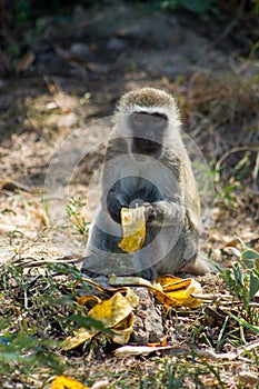 Monkey marmoset in Africa eating banana photo