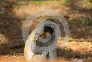 Monkey marmoset in Africa eating banana photo