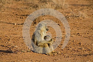 Wild monkey baboon photo