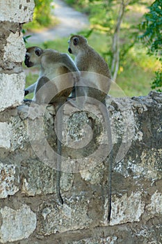 Wild monkey climbing the walls photo